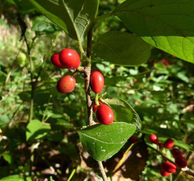 P1070404 *spicebush berries lindera benzoin