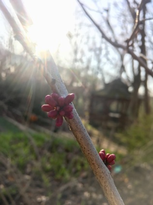 Cercis canadensis : redbud flower buds : each 'petal' will become its own 'flower': worlds within whorls