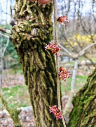 Ulmus rubra : native slippery elm flowers and bark :: another potent medicine for this season as a mucilaginous herb known for soothing & calming the respiratory system & lungs <3