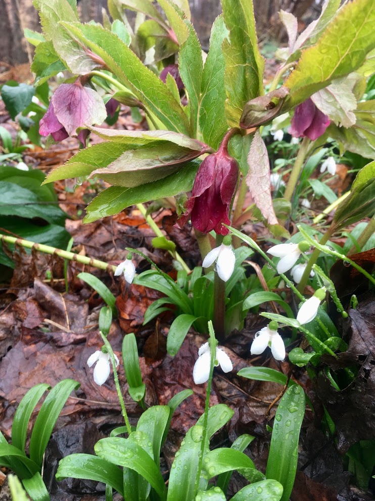 snowdrops and hellebore