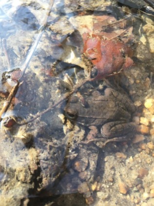 stream frog